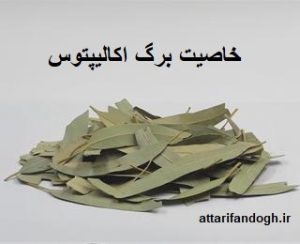 خاصیت برگ اکالیپتوس