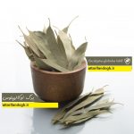 برگ اکالیپتوس معطر درمانی