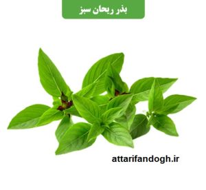 طریقه کاشت بذر ریحان سبز