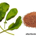 بذر شاهی (ترتیزک) خوراکی و کاشت