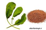 بذر شاهی (ترتیزک) خوراکی و کاشت