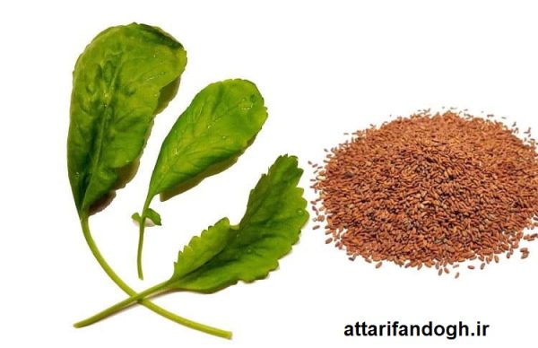 بذر شاهی (ترتیزک) خوراکی و کاشت