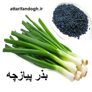 بذر پیازچه درجه یک عطاری فندق