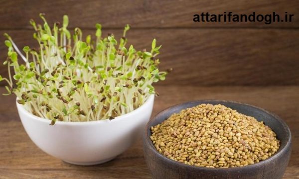 تخم یونجه تمیز خوراکی و کاشت
