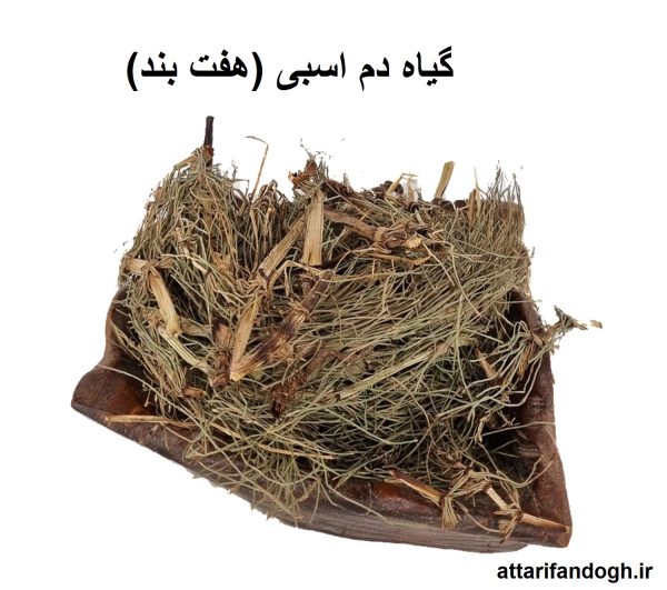 گیاه دم اسبی (هفت بند)