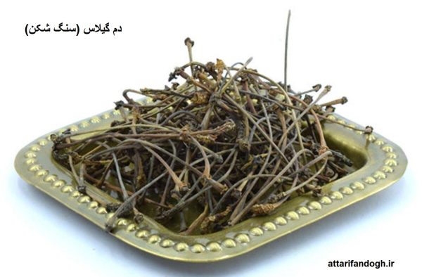 دم گیلاس
