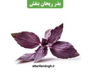 فصل کاشت ریحان بنفش
