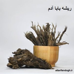 ریشه باباآدم