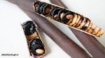 طریقه مصرف فلوس