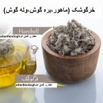 خرگوشک (ماهور، وله گوش، بره گوش)