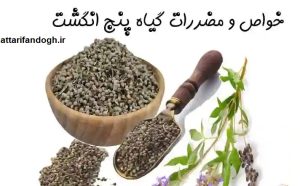 خاصیت گیاه پنج انگشت