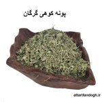 پونه کوهی