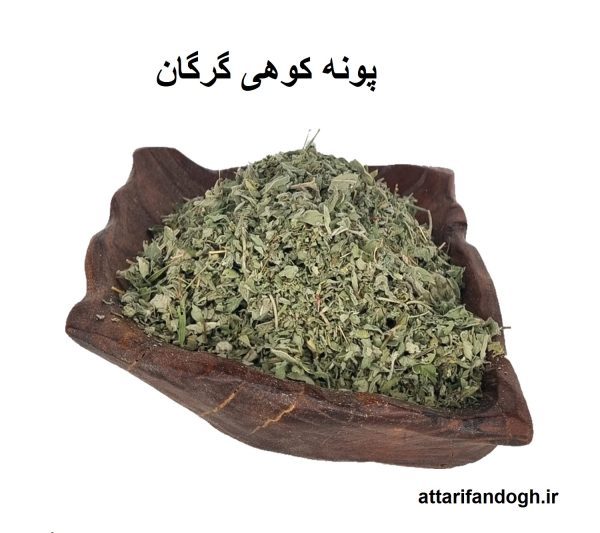پونه کوهی