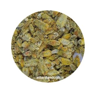 گل بید مشک