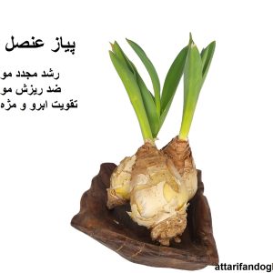 پیاز عنصل (رشد مجدد مو و ضد ریزش)