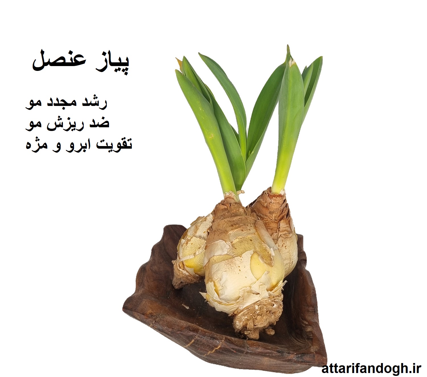 پیاز عنصل (رشد مجدد مو و ضد ریزش)